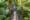 Capilano Suspension Bridge